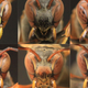 Illustration for article titled Motherf*cking Wasps Recognize Each Other By Their Faces